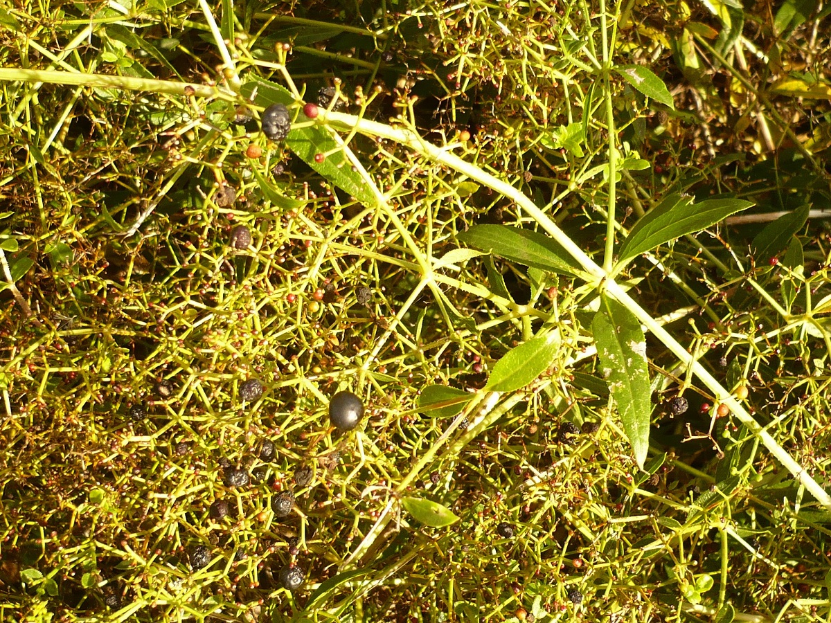 Rubia tinctorum (Rubiaceae)